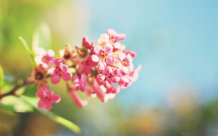 粉红色的花朵-令人惊叹的鲜花摄影壁纸 浏览:9213