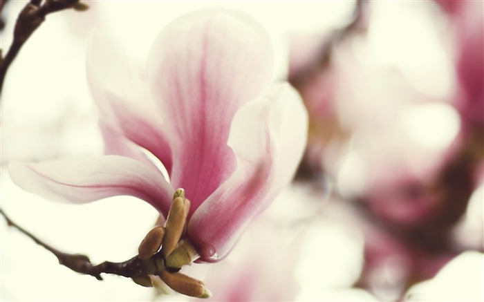 pink flowers-flowers photography wallpaper Views:9972 Date:2012/3/17 22:22:47