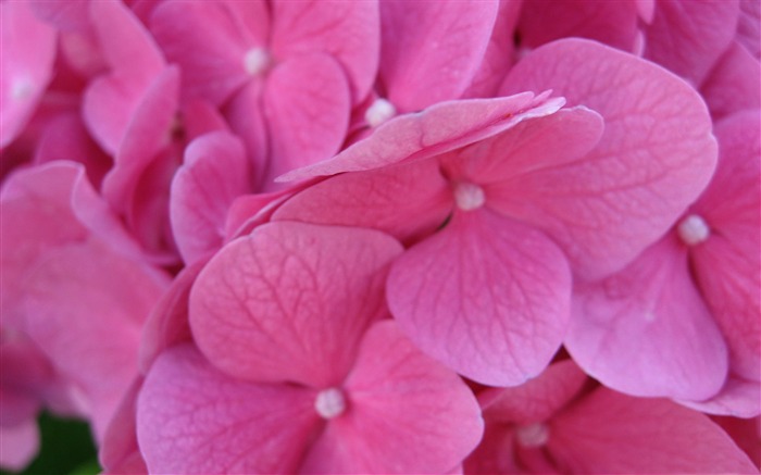 Flores de hortênsia rosa - Papel de parede incrível de fotografia de flores Visualizações:9985