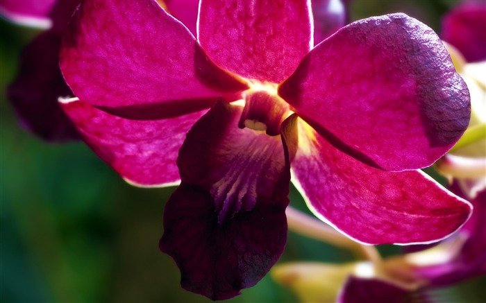 Orquídea cor-de-rosa - papel de parede surpreendente da fotografia das flores Visualizações:8336