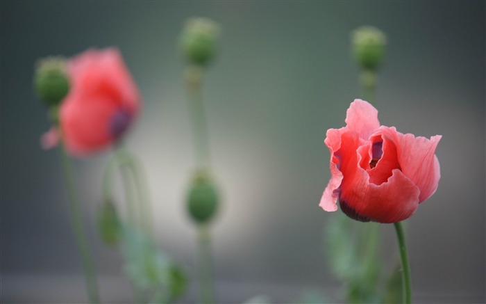 papel pintado de la fotografía de las flores de amapola Vistas:10726