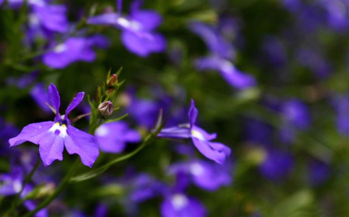 purple flowers close up-flowers photography wallpaper Views:9538 Date:2012/3/17 22:19:05