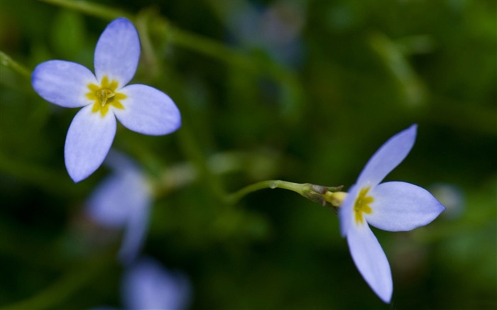 Flores roxas com um papel de parede verde-Amazing da fotografia das flores Visualizações:7889