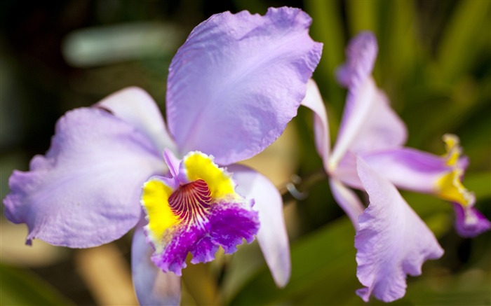 Orquídea roxa - Papel de parede incrível de fotografia de flores Visualizações:9701