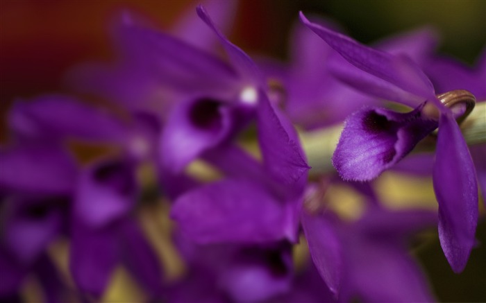 fundo de orquídea roxa - papel de parede incrível de fotografia de flores Visualizações:9657