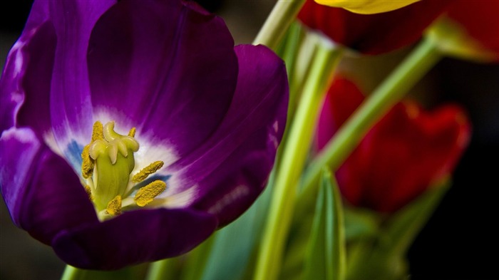 papel tapiz de fotografía de flores de tulipán púrpura Vistas:8600