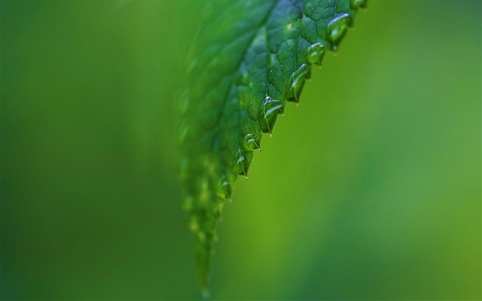 pingos de chuva em uma folha verde - papel de parede de plantas verdes de natureza fresca Visualizações:94703