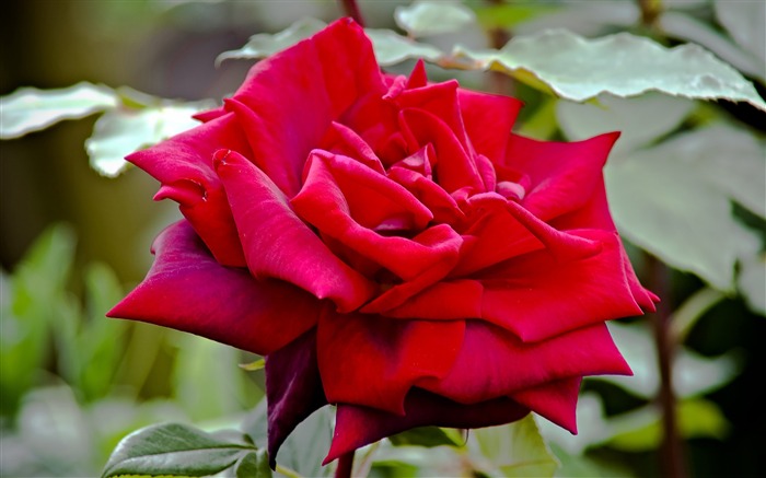 royal william rose-Amazing flowers photography wallpaper Visualizações:9477