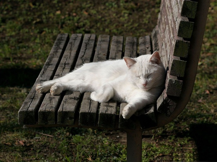 dormir sur le banc-La vie du chat papier peint de bureau Vues:9016