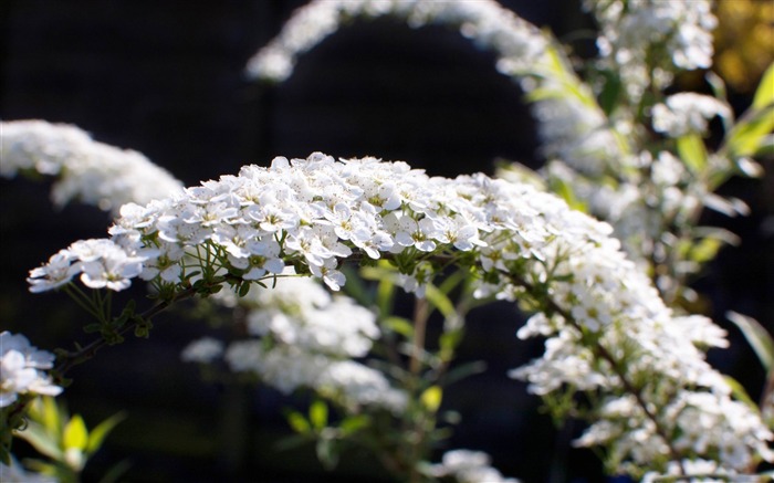 spiraea arguta-flowers fotografía fondo de pantalla Vistas:8476