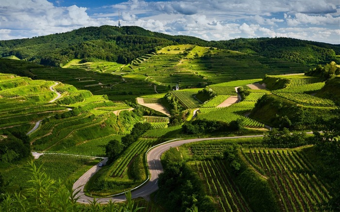 viñedos-Hermoso paisaje natural fondo de pantalla Vistas:19237