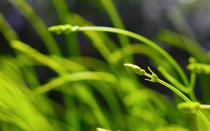 water drop-vert plantes papier peint Vues:9038