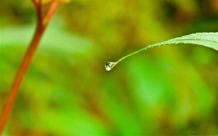 gouttes de pluie sur une feuille verte-vert plantes papier peint Vues:8821