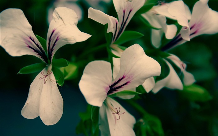 Flores brancas de perto - Papel de parede incrível de fotografia de flores Visualizações:6930