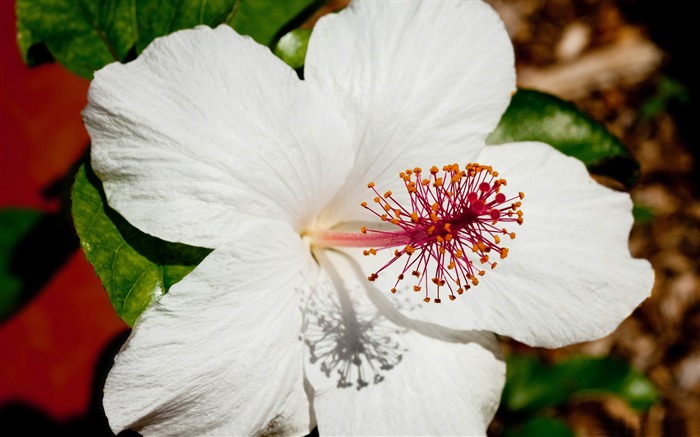 Belles fleurs en pleine floraison-papier peint photographie fleurs Vues:25415