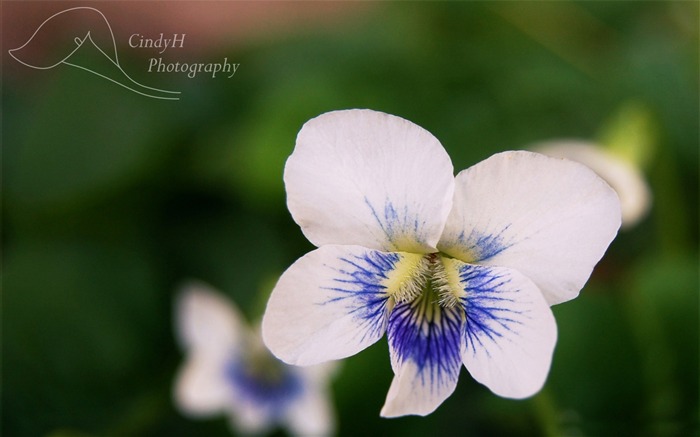 violetas brancas - papel de parede incrível de fotografia de flores Visualizações:7570