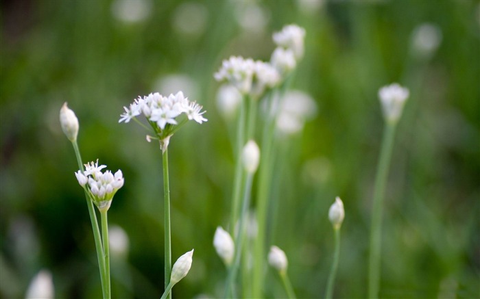 white wildflowers-flowers photography wallpaper Views:8074 Date:2012/3/17 22:24:17