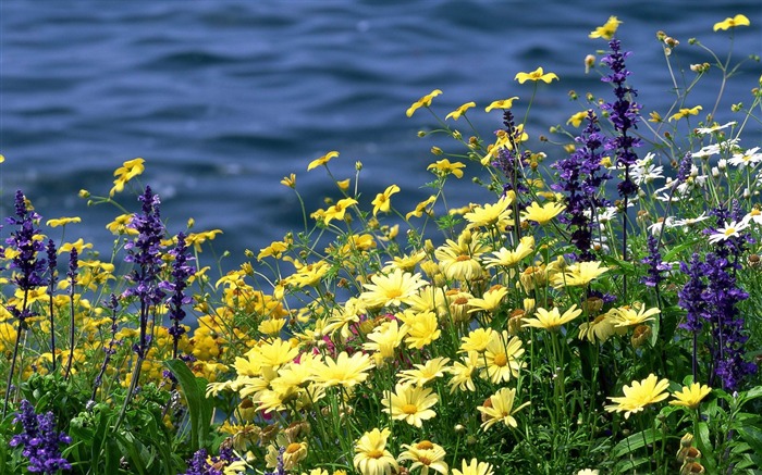 野の花と川-壮大な自然の風景壁紙 ブラウズ:14455