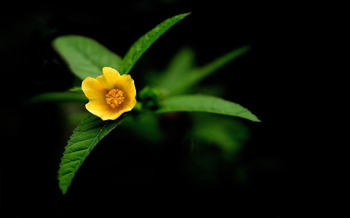 papel tapiz de fotografía de flores de flores amarillas Vistas:8790