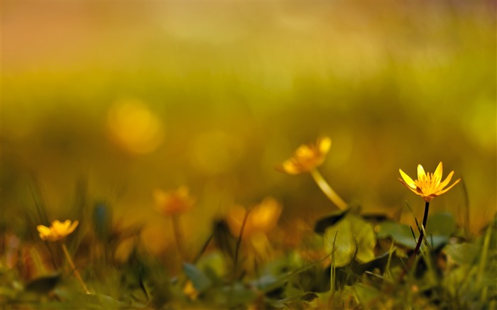 Fundo de flores amarelas - Papel de parede incrível de fotografia de flores Visualizações:8598