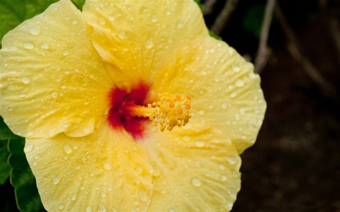 flor de hibisco amarelo - papel de parede incrível de fotografia de flores Visualizações:8104