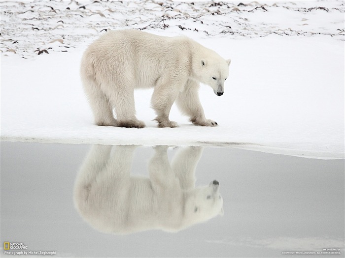 A polar bear-national geographic wallpaper Views:14570 Date:2012/4/18 23:13:48