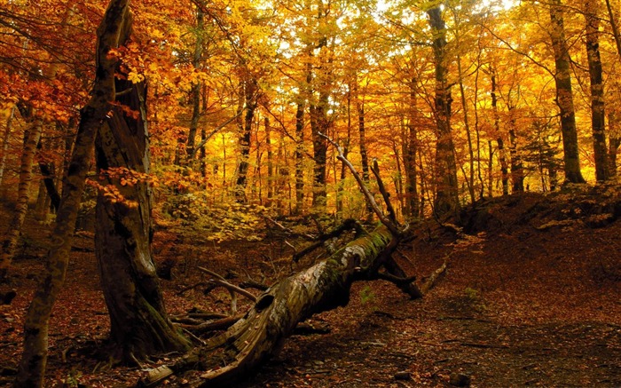 Automne-Fond d'écran paysages forestiers Vues:21201