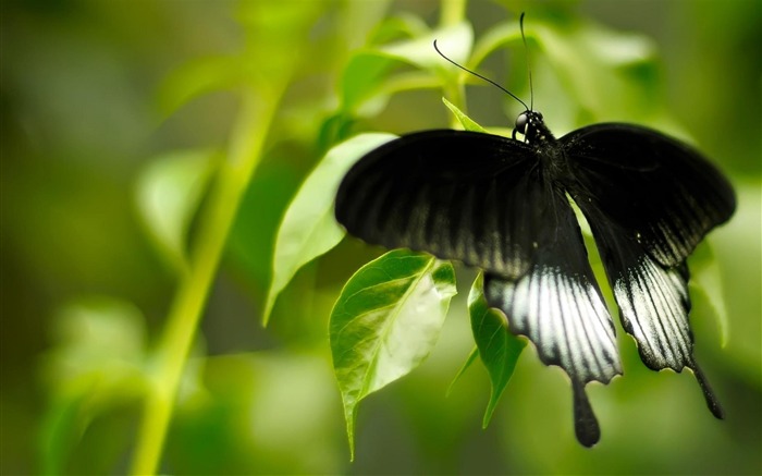 Noir Et Blanc Papillon-Animaux la photographie d'écran HD Vues:17691