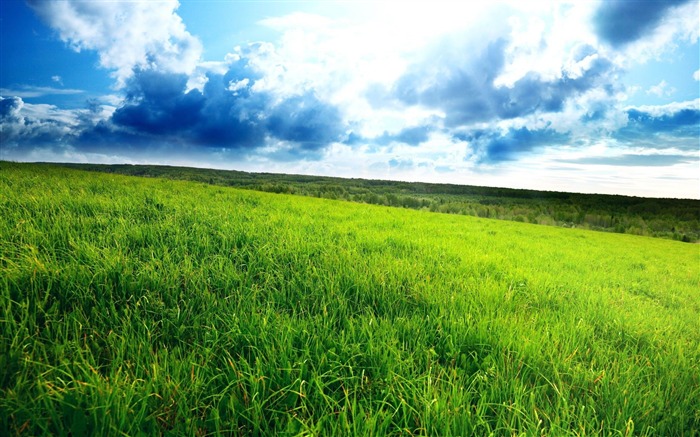 Blue Sky Grass-Microsoft Windows 8 system wallpaper Views:15292 Date:2012/4/15 20:56:13