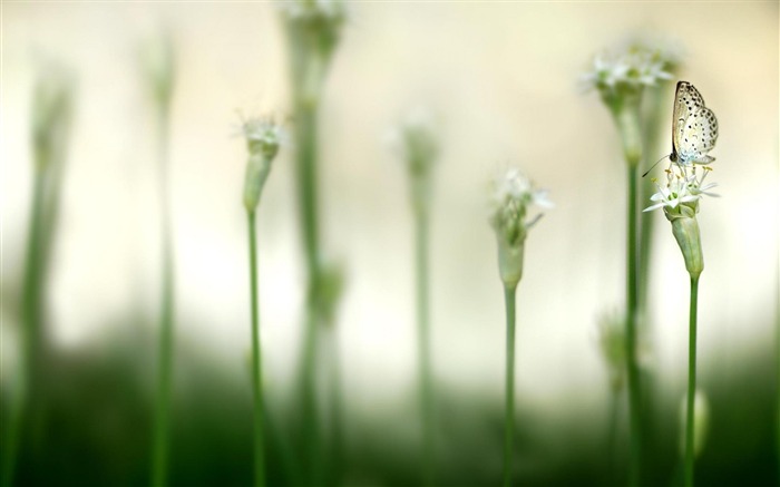 Borboleta em uma flor-planta papel de parede macro fotografia Visualizações:8872