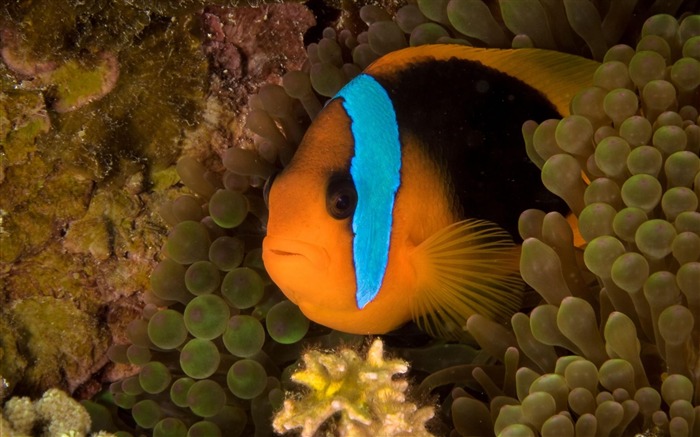 Clownfish Nouméa Nouvelle-Calédonie-Animaux la photographie d'écran HD Vues:17713