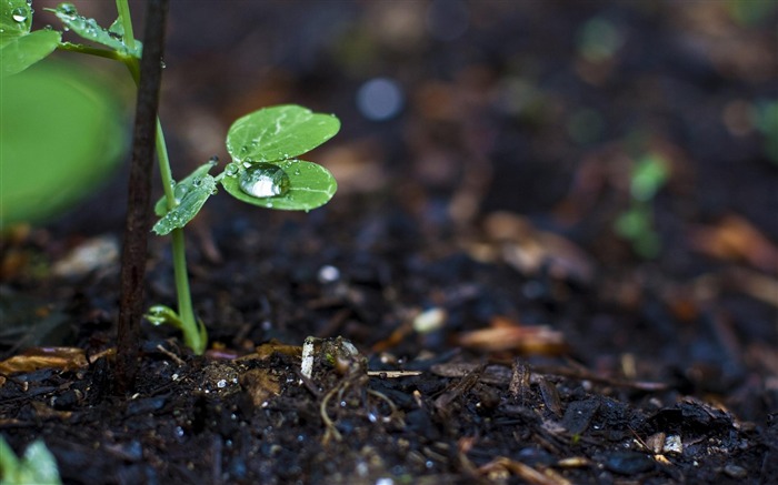 Gotas de água nas folhas - Papel de parede da macro fotografia da planta Visualizações:9484