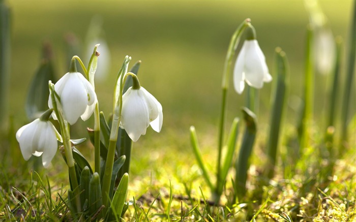 printemps gratuit-fond d'écran photographie Fleurs Vues:24887