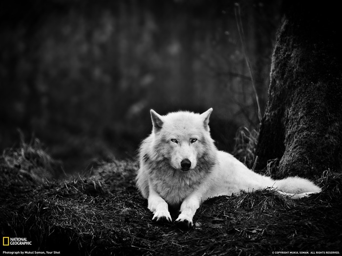 Gray Wolf Washington-national geographic wallpaper Views:10137 Date:2012/4/18 23:19:21