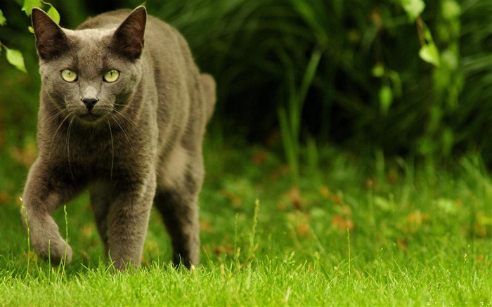 Green eyed hunter-Animal photography wallpaper Views:10025 Date:2012/4/23 22:53:00