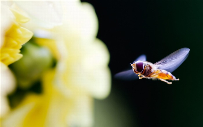 fleurs Insectes-fond d'écran photographie Fleurs Vues:10625