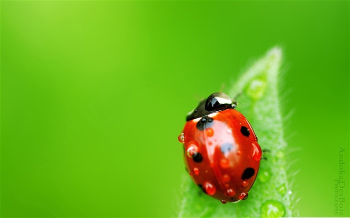 Petit monde-toutes sortes d'insectes papier peint Vues:32100