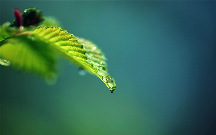 叶水滴-植物微距摄影壁纸 浏览:9249