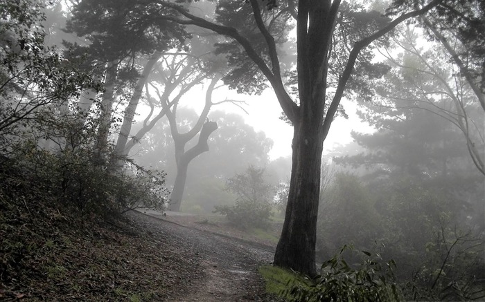 Brume dans les bois-beaux fonds d'écran nature paysage Vues:13945