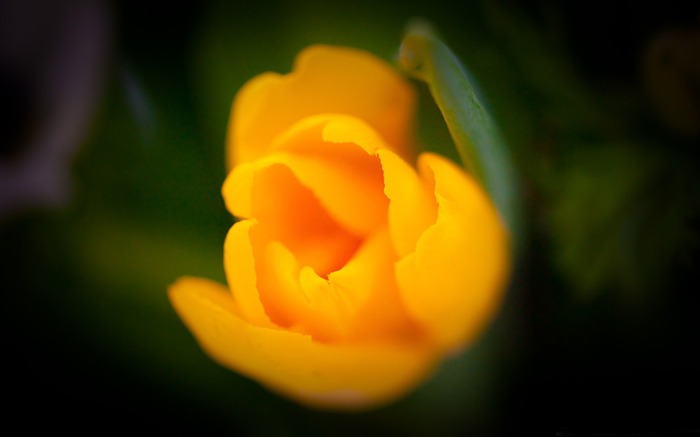 Papéis de Parede de Macro de Tulipa de Flor de Laranja Visualizações:8502