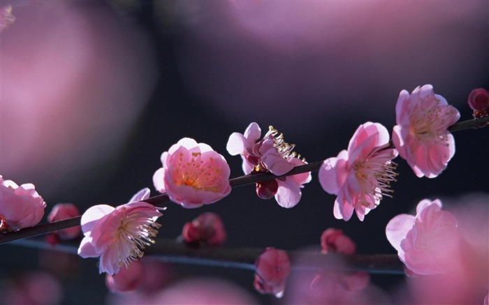 Plum en pleine floraison-fond d'écran photographie Fleurs Vues:13779