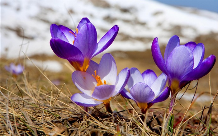 primevère-fond d'écran photographie Fleurs Vues:11648