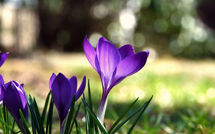 Fleurs pourpres-fond d'écran photographie Fleurs Vues:7595