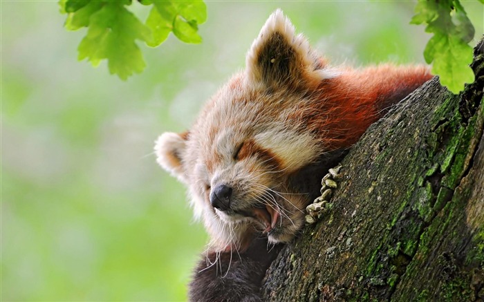 Red panda-Animal photography wallpaper Views:11117 Date:2012/4/23 22:59:21