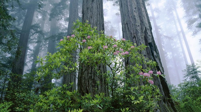 Redwood National Park-Fond d'écran paysages forestiers Vues:11545