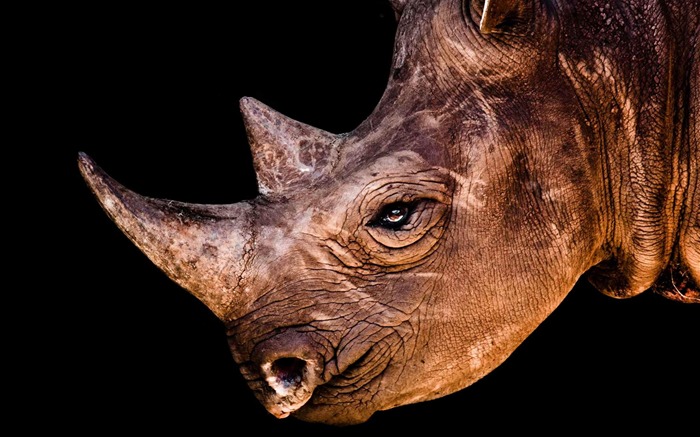 rhinocéros-Animaux la photographie d'écran HD Vues:16225