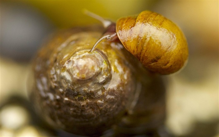 Snail-Animal photography wallpaper Views:8987 Date:2012/4/23 23:01:49