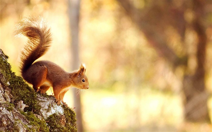 écureuil-Animaux la photographie d'écran HD Vues:16178