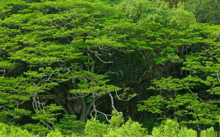 Waimea Valley-Fond d'écran paysages forestiers Vues:15264