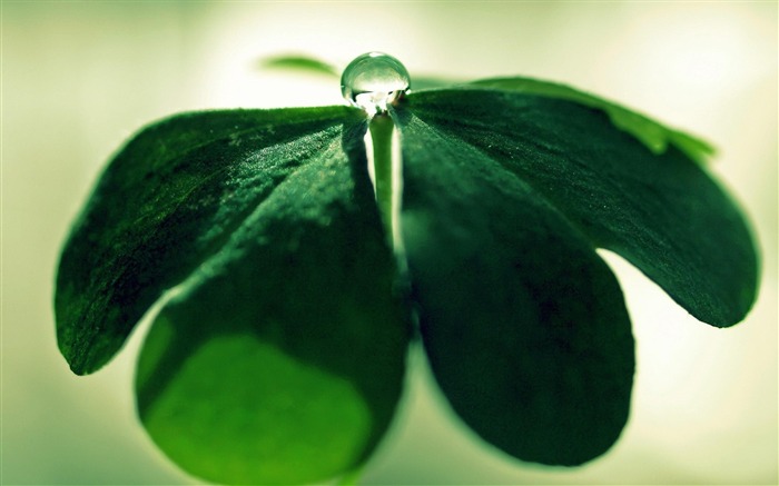 Gotas de água nas folhas verdes - Papel de parede da macro fotografia da planta Visualizações:7439